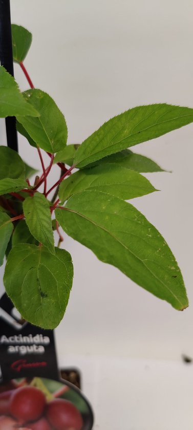 Actinidia arguta 'Geneva' plant met groene bladeren en rode stengels.