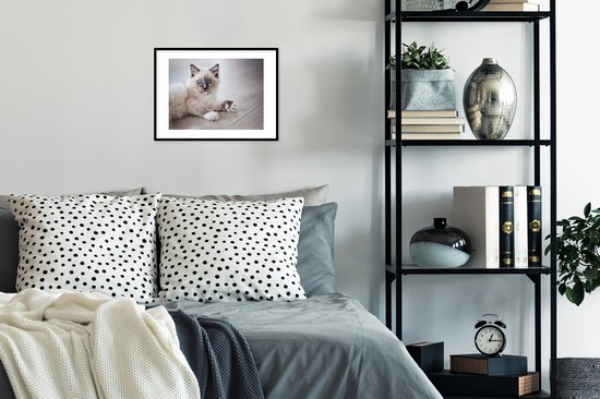 Photo en cadre - Un chaton Ragdoll est allongé sur le sol Cadre photo noir avec passe-partout blanc petit 40x30 cm - Affiche sous cadre (Décoration murale salon / chambre)