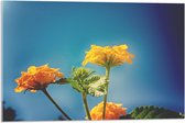 Acrylglas - Oranje en Gele Wisselbloemen voor Heldere Lucht Achtergrond - 75x50 cm Foto op Acrylglas (Met Ophangsysteem)