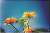 Poster Glanzend – Oranje en Gele Wisselbloemen voor Heldere Lucht Achtergrond - 75x50 cm Foto op Posterpapier met Glanzende Afwerking