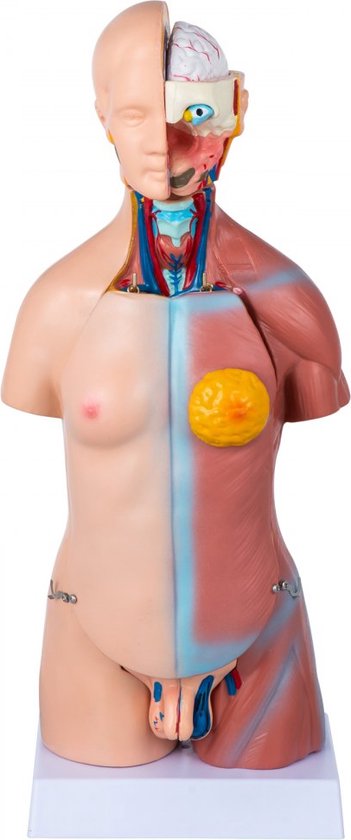 Modèle de corps humain Modèle Anatomie du corps humain 45 cm | bol