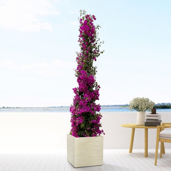 Bougainvillea – Kwekerij Imenhof