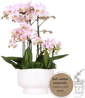 Kolibri Orchids | roze plantenset in Scandic dish incl. waterreservoir | drie roze orchideeën en drie groene planten | Field Bouquet roze met zelfvoorzienend waterreservoir