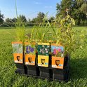 Zes waterplanten met labels: Iris, waterlelie en paarse bloemen in zwarte bakken op gras.