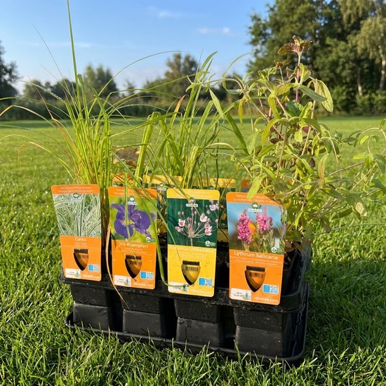 Zes waterplanten met labels: Iris, waterlelie en paarse bloemen in zwarte bakken op gras.