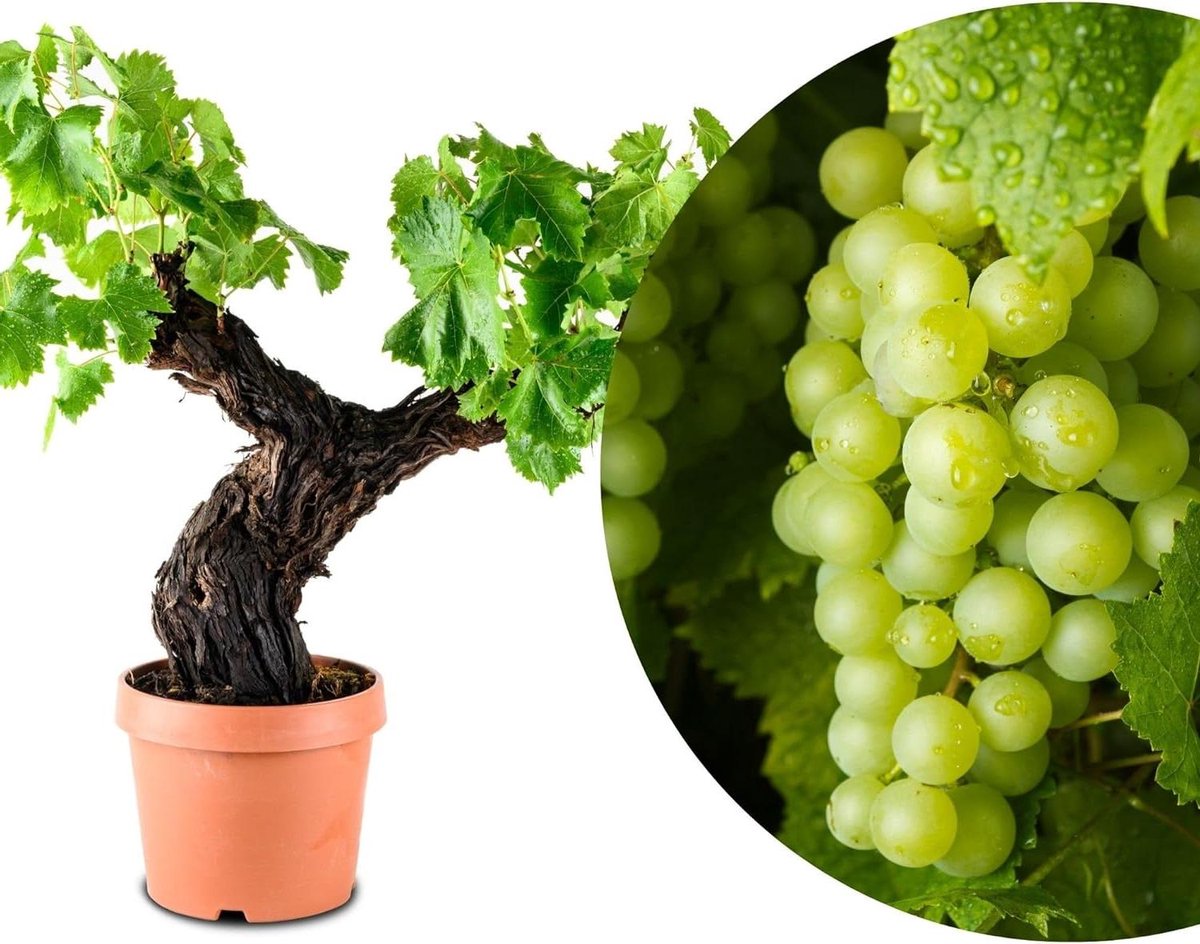 Bonsai Vitis Vinifera - Wijnstok Plant - Decoratieve Plant - Oude Cultuurplant - Pot Diame