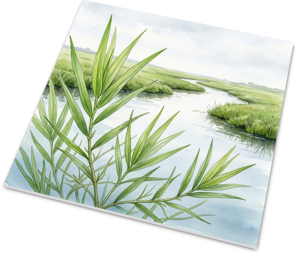 Tegeltje met Spits Fonteinkruid - Potamogeton acutifolius in de Nederlandse Wetlands - Aqu