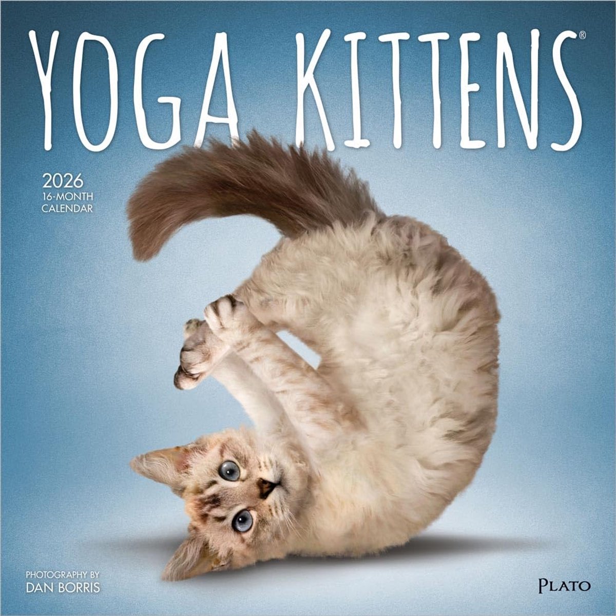 Yoga Katten - Grappige Yogakatten 2026 - 16-Maandenkalender - Originele BrownTrout Kalender - Opvouwbaar - 30,5 x 30,5 cm