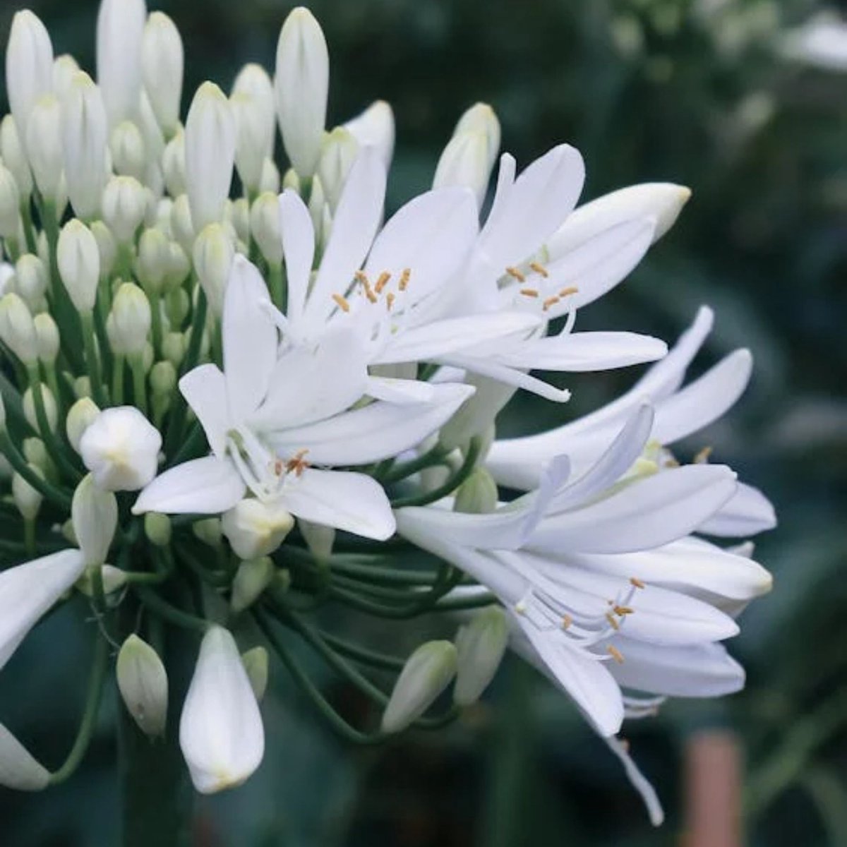 Witte Afrikaanse lelie (Agapanthus africanus Albus) - Agapanthus africanus Alba - Kaapse lelie in Pot - Vaste planten - Snijbloemen