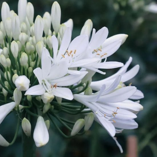 Witte Afrikaanse lelie (Agapanthus africanus Albus) - Agapanthus africanus Alba - Kaapse lelie in Pot - Vaste planten - Snijbloemen