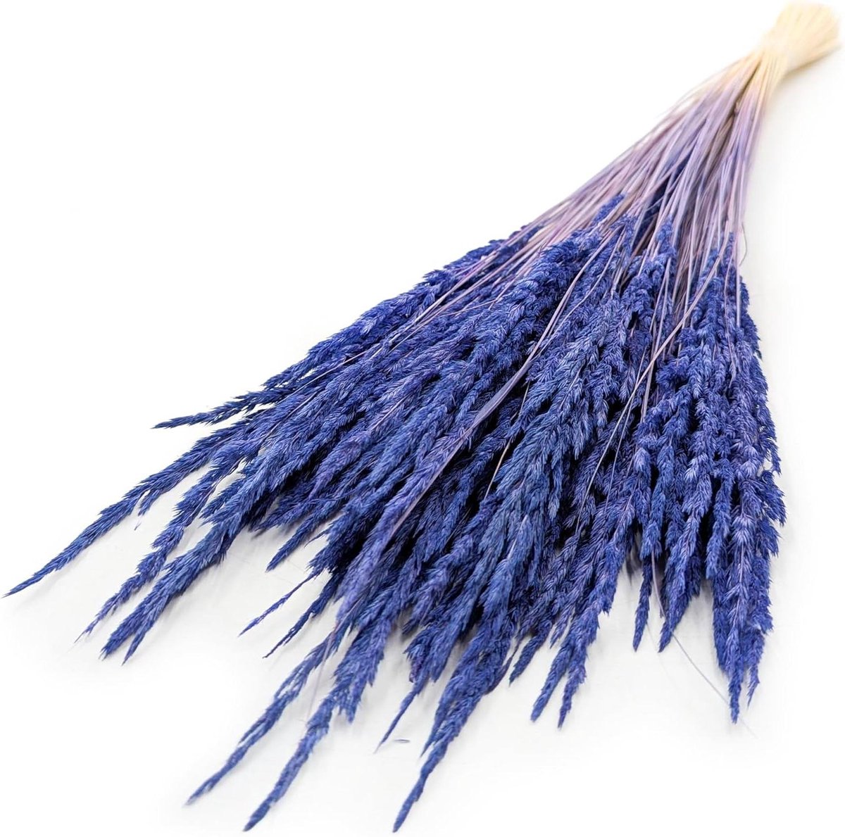 Gedroogde Siergrassen - Natuurlijk Gras - Decoratie Huis - Zonder Onderhoud - 60 cm - Donkerblauw