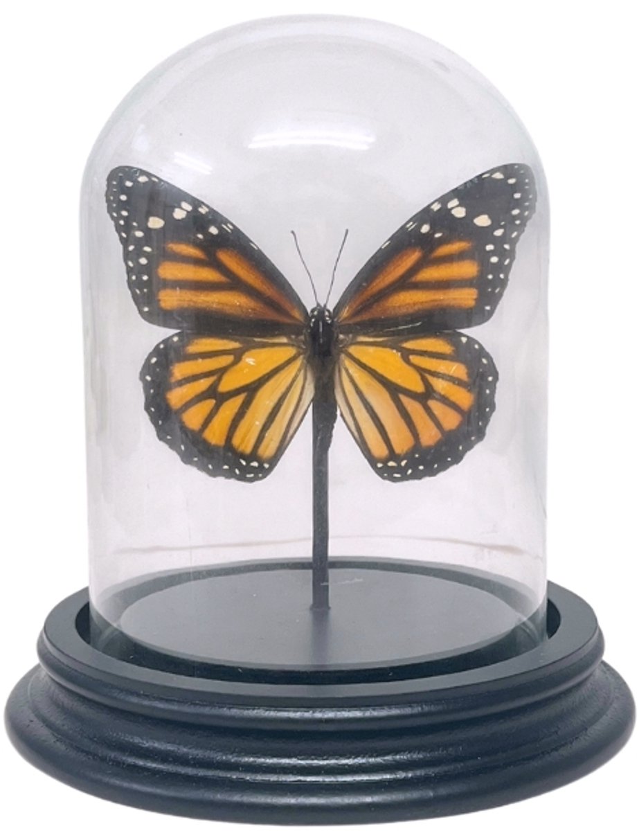 Opgezette vlinder - Danaus Plexippus in glazen stolp 9x 12cm - Gepreprareerde vlinders/ insecten Decoratie - Demuseumwinkel.com