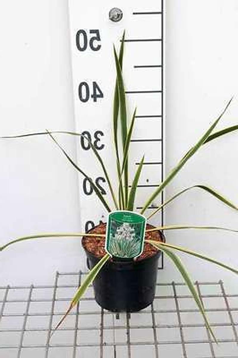Palmlelie - Kamerplant Struik - Tropisch Accent - Gouden Bladrand - 30-40 cm - Groen