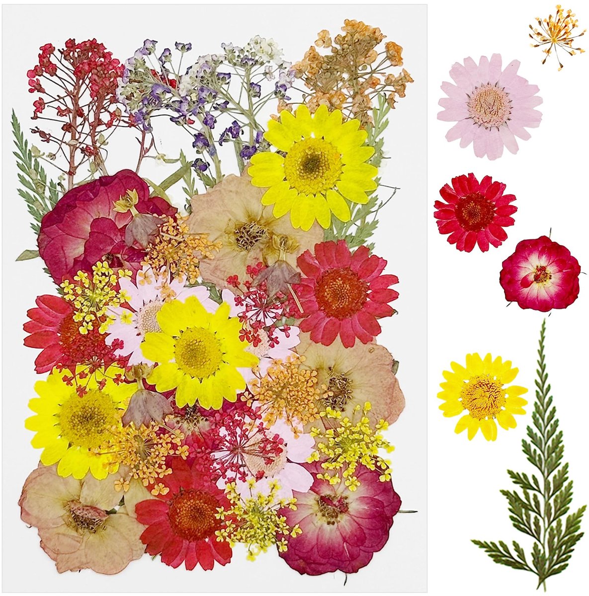 Seb1 - Gedroogde Bloemen - Dried Flowers - Perfect voor DIY - 40 Stuks - Natuurlijke Decoratie - Geschikt voor Creatief Gebruik - In Diverse Kle...