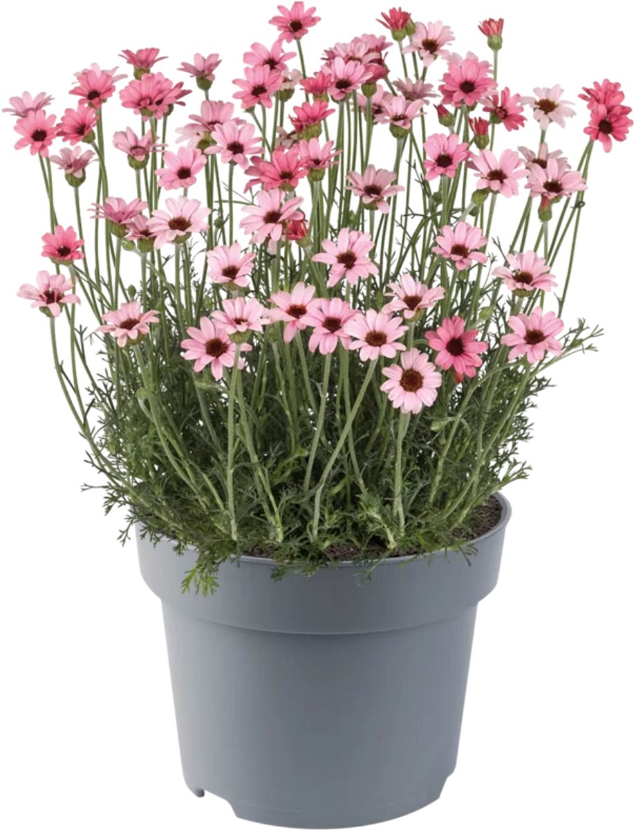 JUNAVERA Rhodanthemum hosmariense ‘Zagora’ | roze Marokkaanse margriet | ca. 15 cm hoog | 13 cm pot | zonliefhebber voor pot en border