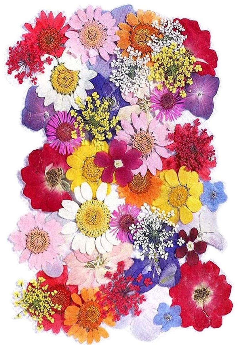 Dailygoods - Gedroogde Geperste Bloemen - Natuurlijke Decoratie - Kleurrijke Bloemen - Hars Sieraden - Creatieve DIY - Lente