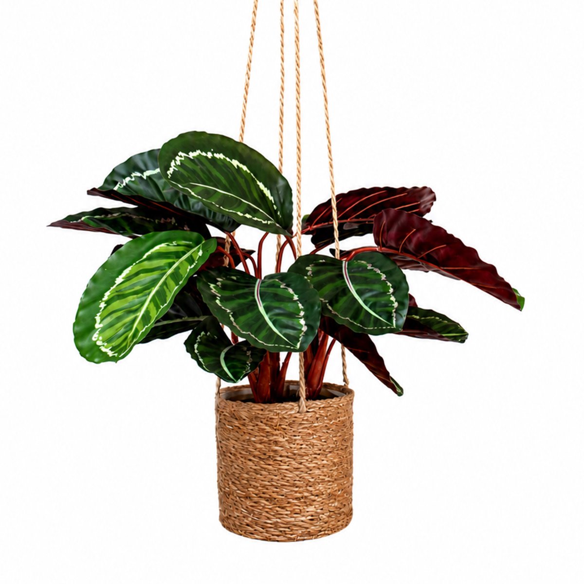 HTT Decorations Kunstplant Calathea in hangmand naturel L100cm