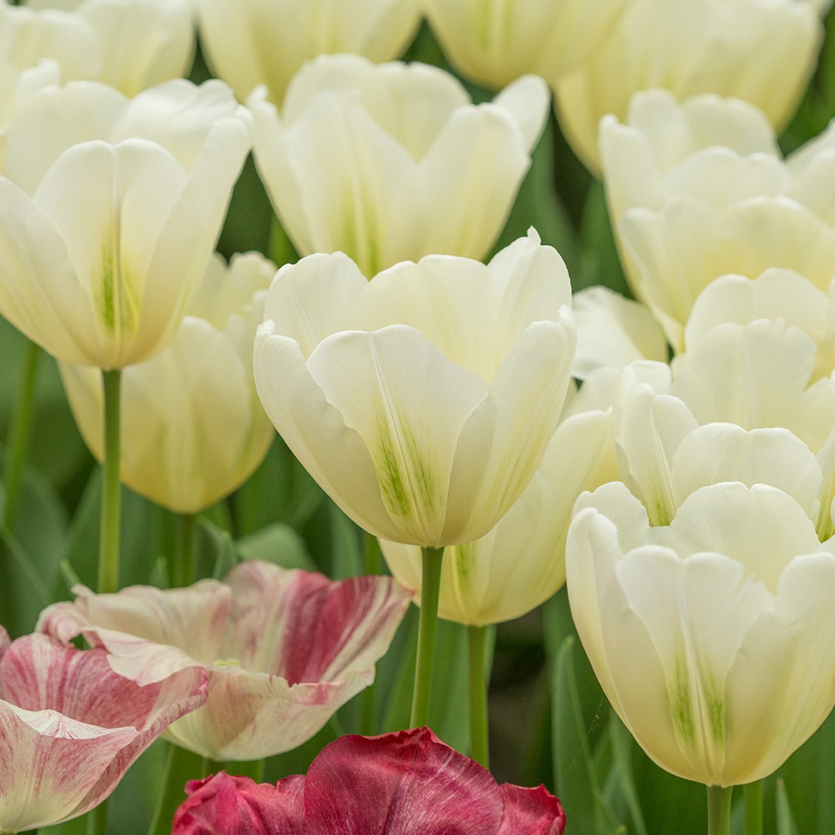 Tulp Green Spirit | 10 stuks | Viridiflora | Groen | Wit