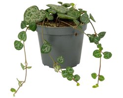 JUNAVERA Lantaarnplantje Ceropegia Woodii in 9 cm pot – 20 cm stengels, 9-stek-mix