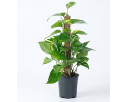 JUNAVERA Epipremnum aureum met mosstok | terrariumplant en sterke kamerplant | 15 cm pot | 60 cm hoog
