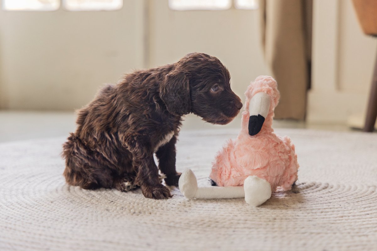 Beeztees Puppy Flamingo Mick - Puppy Speelgoed - Puppyknuffel - Hondenspeelgoed - Roze - 27x10x18 cm thumbnail 2