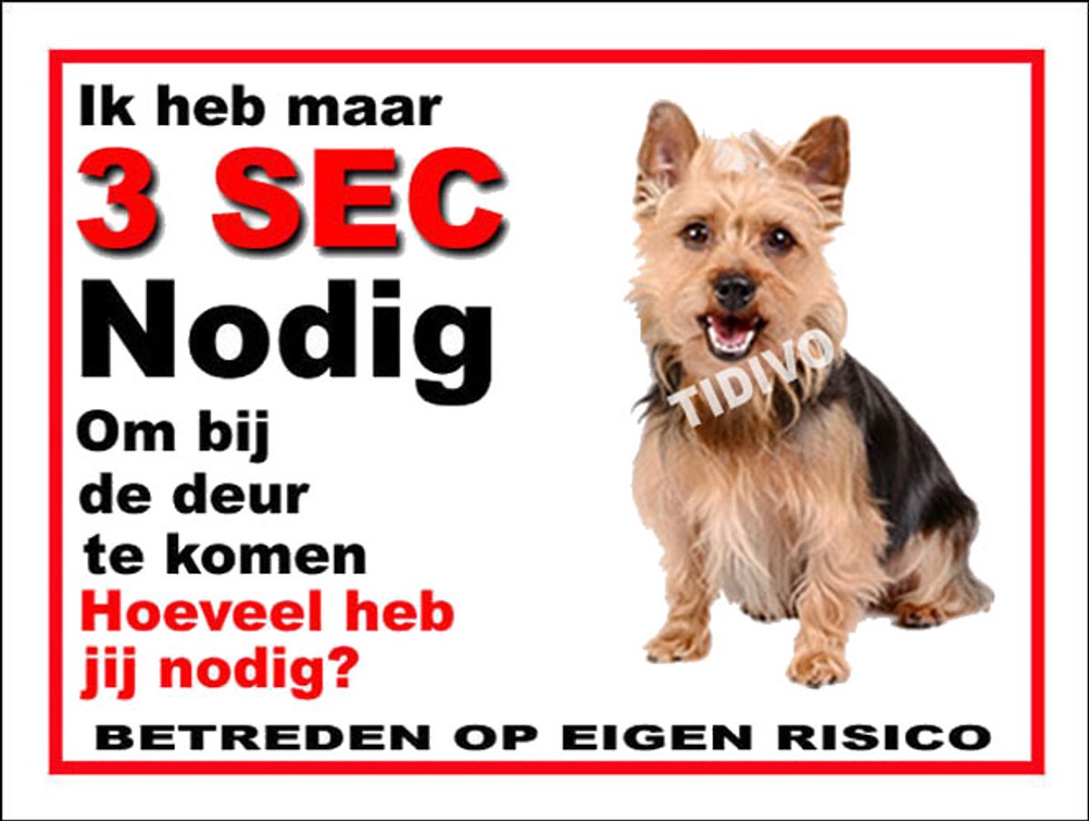 Australian Silky Terrier 6