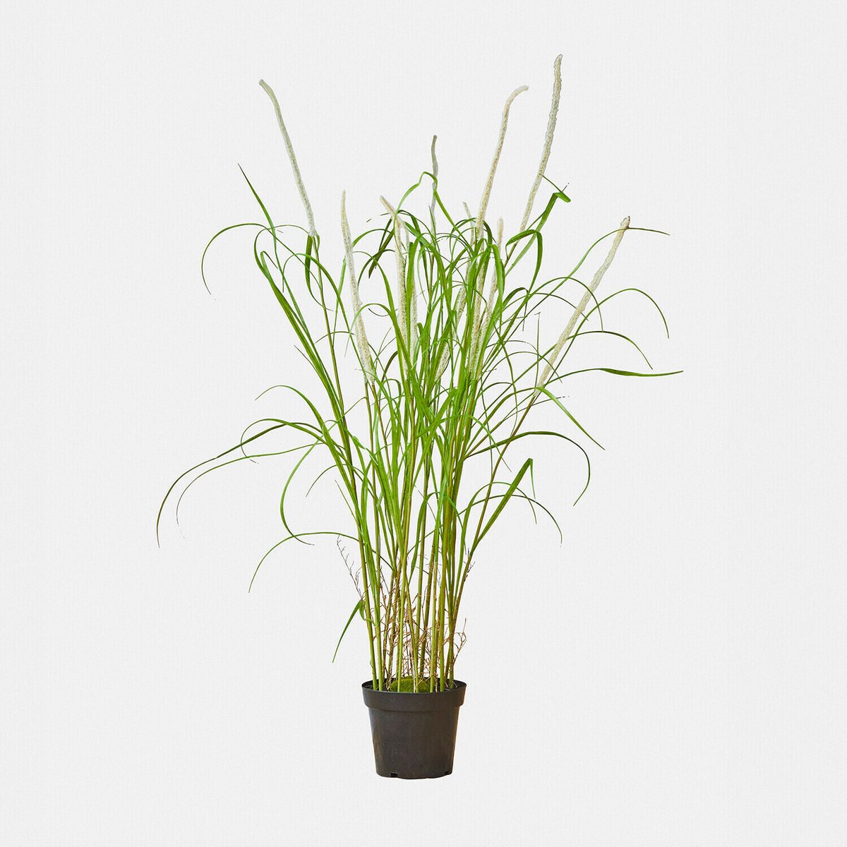 Loberon Decoratieve rietplant Clarisa groen/wit