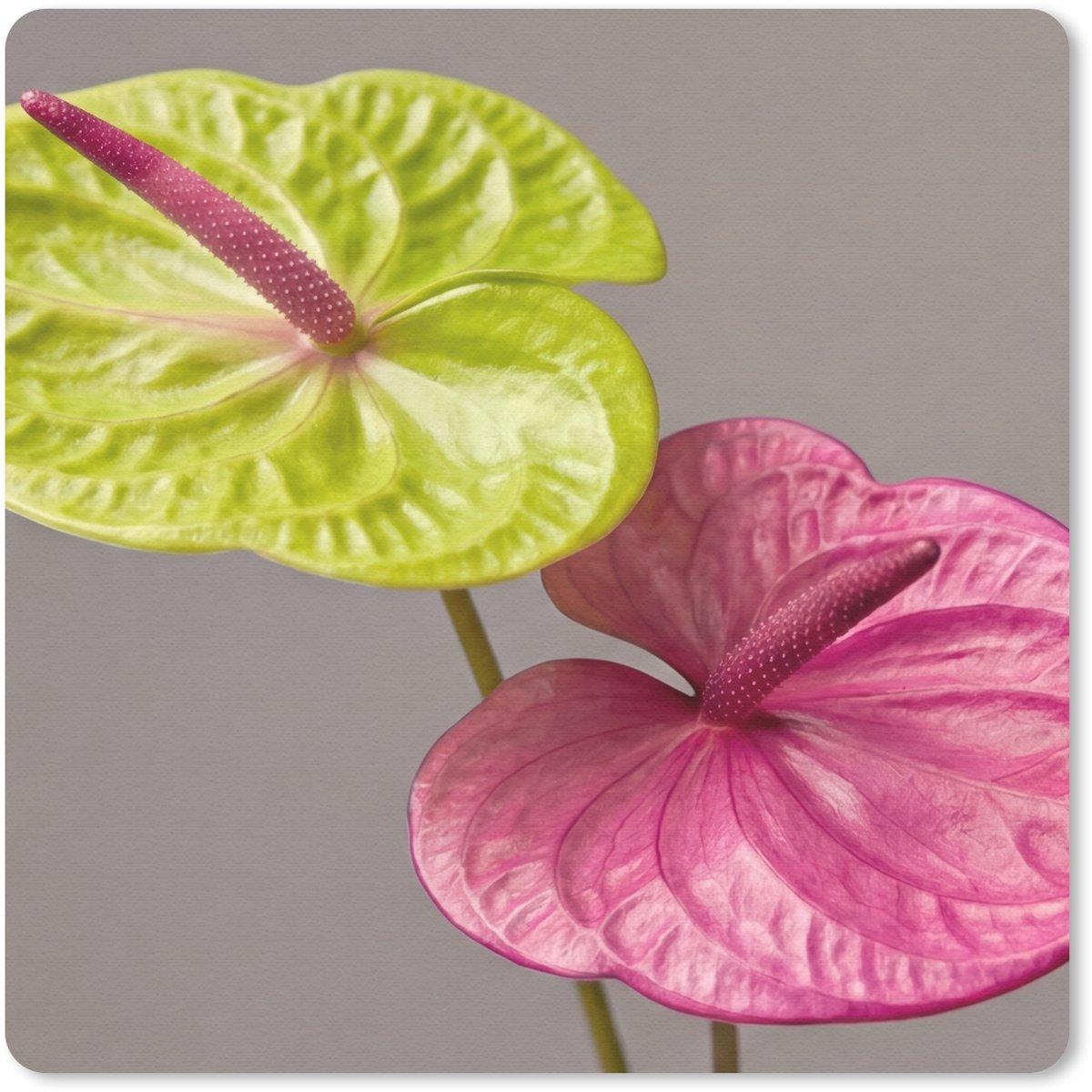 Muismat 30x30 cm - Mousepad Planten - Anthurium - Groen - Roze - Muismatten