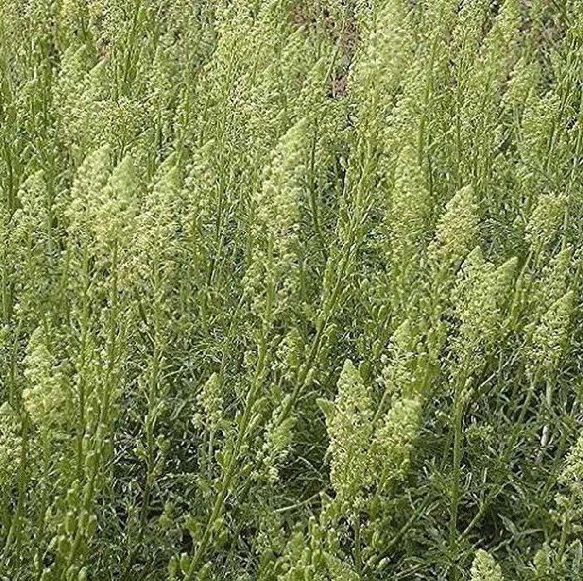 Bloemen Zaden - Veldboeket Mix - Tuin Aankleden - Eenvoudig Te Kweken - 3000 Stuks - Meerkleurig