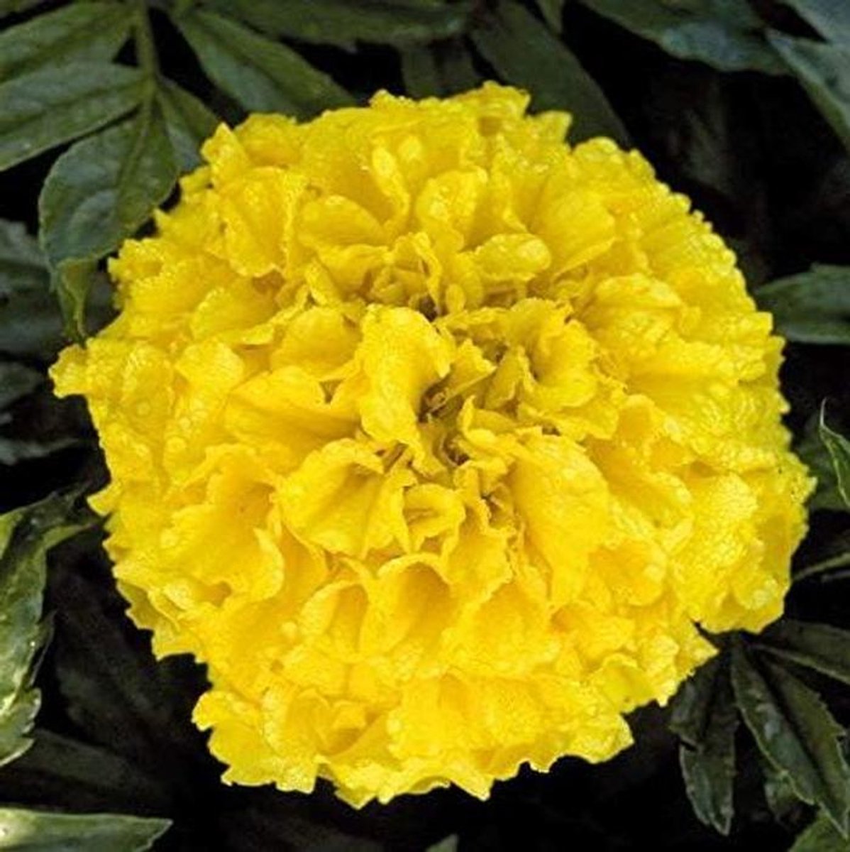 Goudsbloem Zaden - Tagetes Zaden - Bloementuin Aanleggen - Makkelijk te Kweken - 30 Zaden - Geel