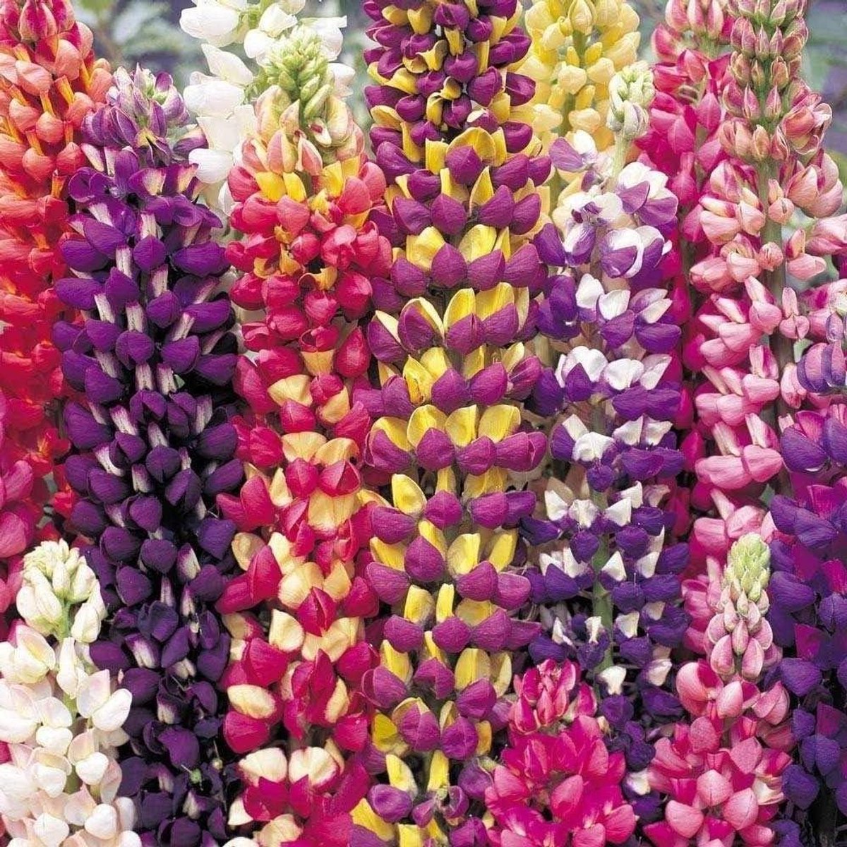 Lupine Zaden - Bloemzaad - Tuin Decoratie - Gemakkelijke Groei - 30 Stuks - Gekleurd