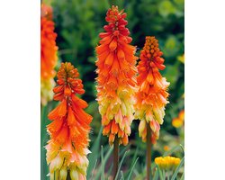 2 sets - Vuurpijl Zaden Kniphofia Uvaria Meerjarig Royal Castle Hybrids