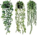 Trois plantes vertes retombantes avec différents types de feuilles, en pots.