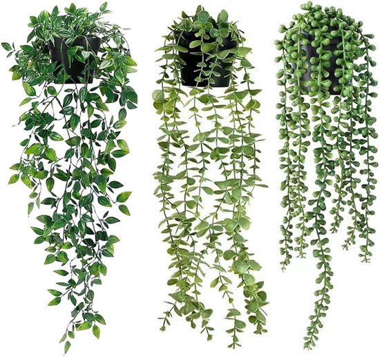 Trois plantes vertes retombantes avec différents types de feuilles, en pots.