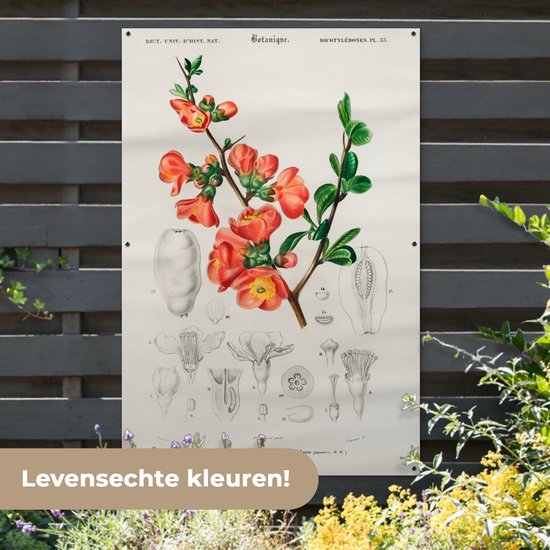 Décoration murale Plante - Vintage - Botanica - 120x180 cm - Affiche jardin - Toile jardin