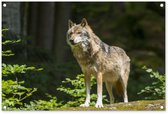 Tuinposter 90x60 cm - Tuindecoratie Wolf - Bos - Dieren - Poster voor in de tuin - Buiten decoratie - Schutting tuinschilderij - Tuindoek muurdecoratie - Wanddecoratie balkondoek