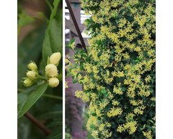 Toscaanse jasmijn (Trachelospermum Jasminoides) - Star of Toscane - Groenblijvend - Klimplant - Vaste planten