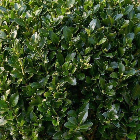 Japanse hulst bollen - Groenblijvende struiken - Tuin decoreren - Buxus alternatief - 30 cm hoog - Groen — afbeelding 5