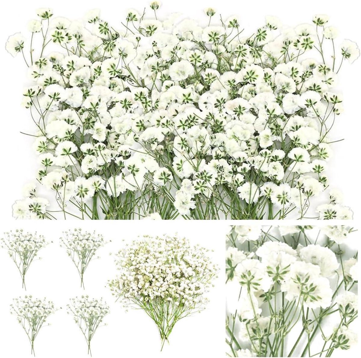 Gedroogde Baby Adem - Persbloemen Gipskruid - Bloem Decoratie - Natuurlijk Geperst - 60 Stuks - Wit