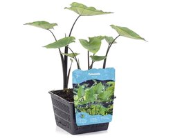 Moerings Colocasia Tea Cup | Thee Kop Taro | In 18CM Mand Kant en Klaar