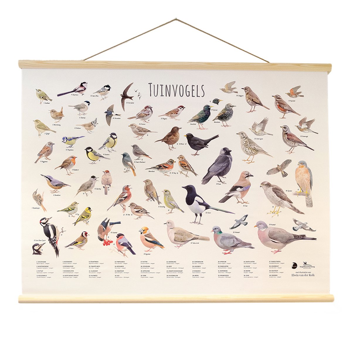 CJ Wildlife - Tuinvogels wandposter - Getekend door Elwin van der Klok - Poster vogels - Cadeau