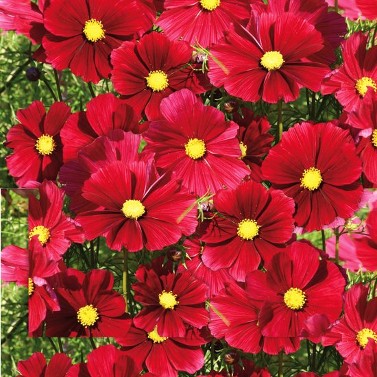 Cosmea (Cosmea bipinnatus)