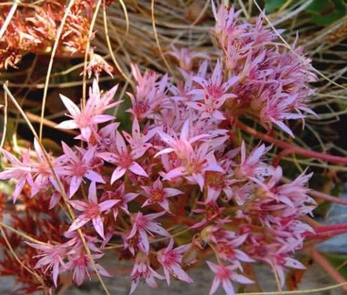 Sedum Zaden - Bodembedekker - Tuinieren - Makkelijk Groeiend - 50 Stuks - Paars