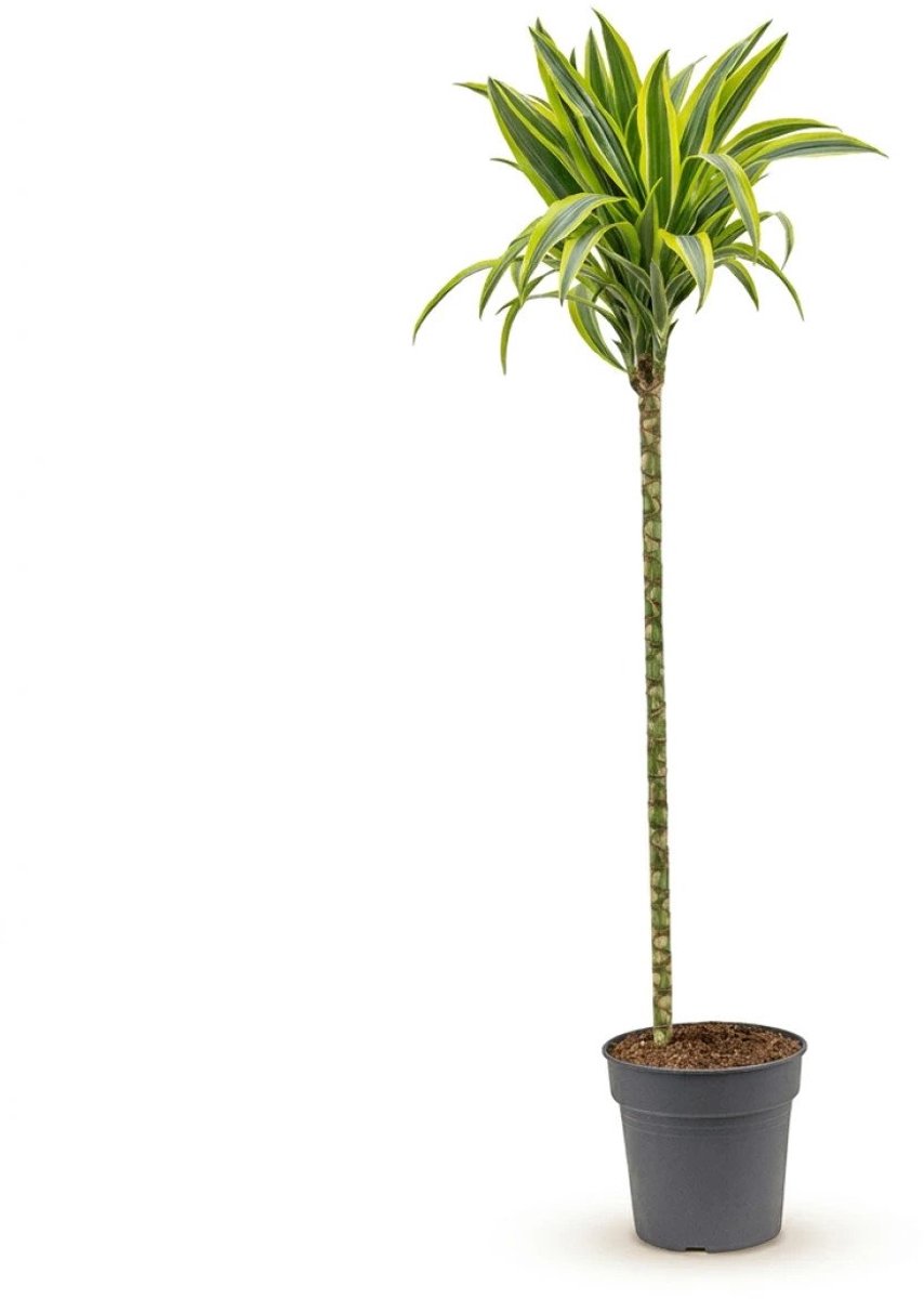 Dracaena lemon lime stam XL kamerplant