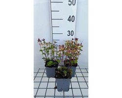 6x Origanum - Origanum vulg. 'Thumble's Variety' | 9x9 cm pot