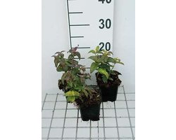 6x Monarda - Monarda bradburiana | 9x9 cm pot