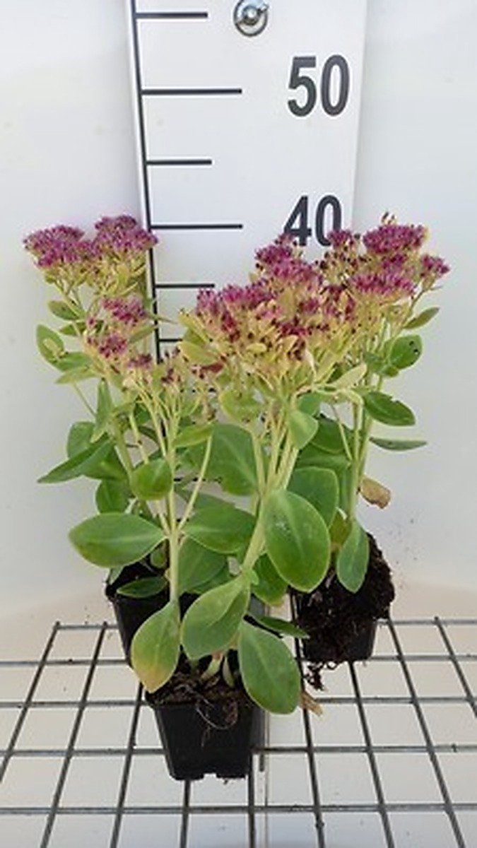 6x Sedum spect. 'Meteor'