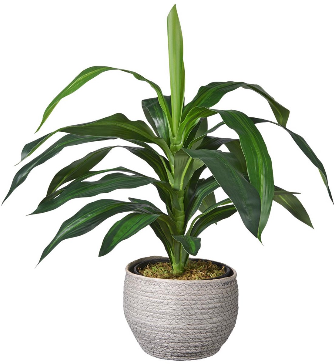 HTT Decorations Kunstplant Dracaena fragans H60cm in mand grijs – HTT Decorations kunstplanten
