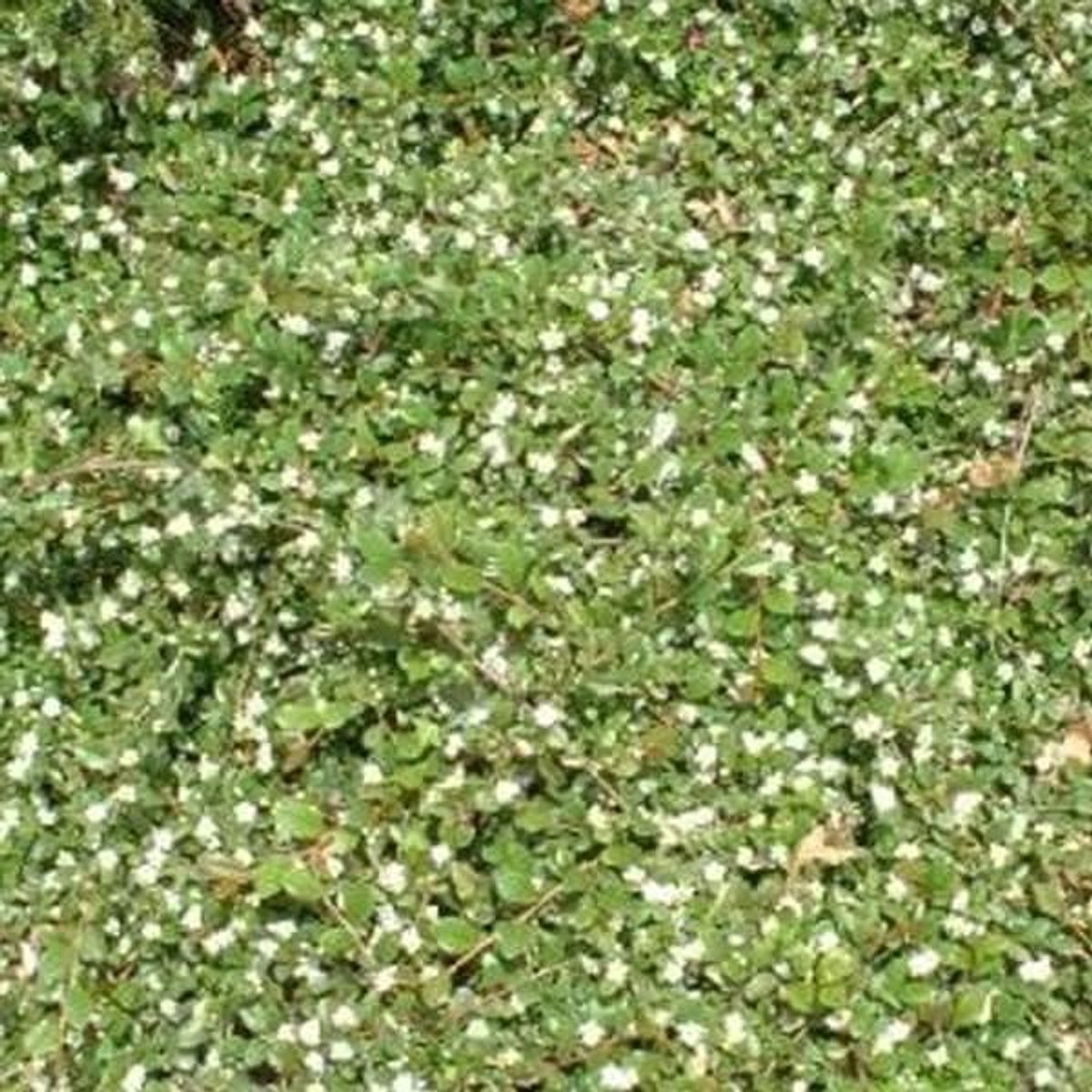 Dwergmispel - Bodembedekker Struik - Tuin Begroeien - Wintergroene Kruiper - 9x9 cm Pot - Groen
