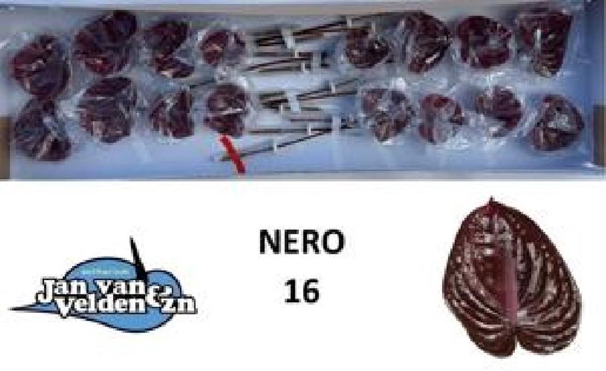 16x Anth.nero 10cm